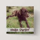 Recherche de chocolat labrador badges Amoureux des chiens