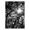 Suche nach schwarzweiss bäume postkarten Natur