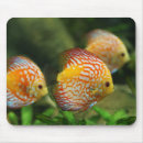 Recherche de eau douce tapis souris Aquarium