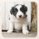 Recherche de chiot border collie de dessous de verres Animal familier