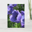 Suche nach anemonen karten Natur