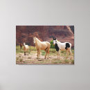 Suche nach fohlen poster leinwandbilder Ranch