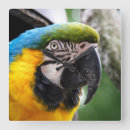 Suche nach blauer papagei wanduhren Vogel