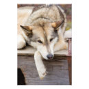 Suche nach schlittenhund poster Alaska