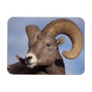 Recherche de mouflon magnets Faune