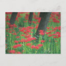 Suche nach amaryllis postkarten Natur