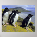 Recherche de rockhopper Eudyptes chrysocome