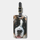 Recherche de st bernard accessoires Mignon