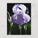 Suche nach lila iris postkarten Quelle