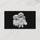 Recherche de la frise cartes visite Bichon