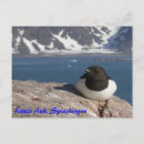 Recherche de svalbard cartes postales Spitsbergen