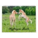 Suche nach fohlen kalender Pony