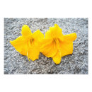 Suche nach gelbe blüte poster Für kinder