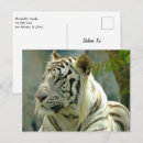 Suche nach sibirischer tiger postkarten Wild