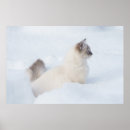 Suche nach ragdoll cat poster Niedlich
