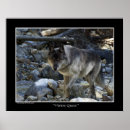 Recherche de loups gris posters Animaux