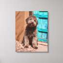 Suche nach tür leinwandbilder Hund