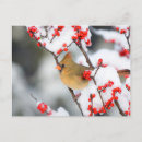 Suche nach cardinal poster Tulpen rot