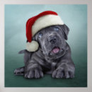 Suche nach weihnachtsmann hut poster Hund