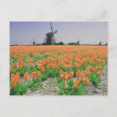Suche nach popart postkarten Blume