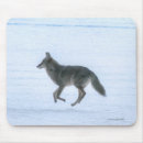Suche nach jackal Tierwelt