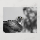 Suche nach raubvogel postkarten Eitelkeit