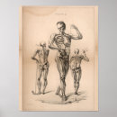 Suche nach menschliches skelett poster Anatomisch