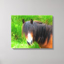Suche nach pony leinwandbilder Niedlich