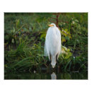 Recherche de aiguille photographie Animaux