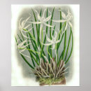 Suche nach elegante orchidee poster Botanisch