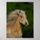 Suche nach haflinger pferde poster Rasse