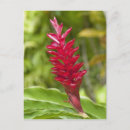 Suche nach polynesisch postkarten Blume