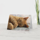 Recherche de doux rêves cartes postales Chaton