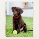 Suche nach schokolade labrador büro zubehör Welpe