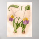 Recherche de bela posters Floral