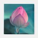 Recherche de fleur lotus magnets Pétale