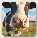 Recherche de holstein dessous de verres Cow