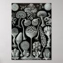 Suche nach sea life poster Meereswelt