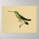 Suche nach kolibri poster Vintag