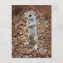 Recherche de averti cartes postales Mignon