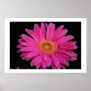 Recherche de marguerite rose posters Coloré