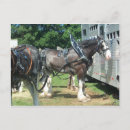 Suche nach clydesdales postkarten Tiere