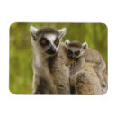Suche nach lemur magnete Afrika