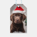 Recherche de chocolat labrador Amusant