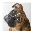 Recherche de boxer carreaux Mignon