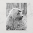Recherche de babouin posters Vertical