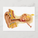 Recherche de membrane cartes postales Anatomie