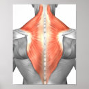 Recherche de anatomie humaine posters Illustrations biomédicales