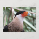 Recherche de cage cartes postales Oiseau