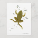 Recherche de humour grenouille cartes postales Nature